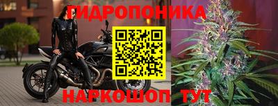 гидра Кингисепп